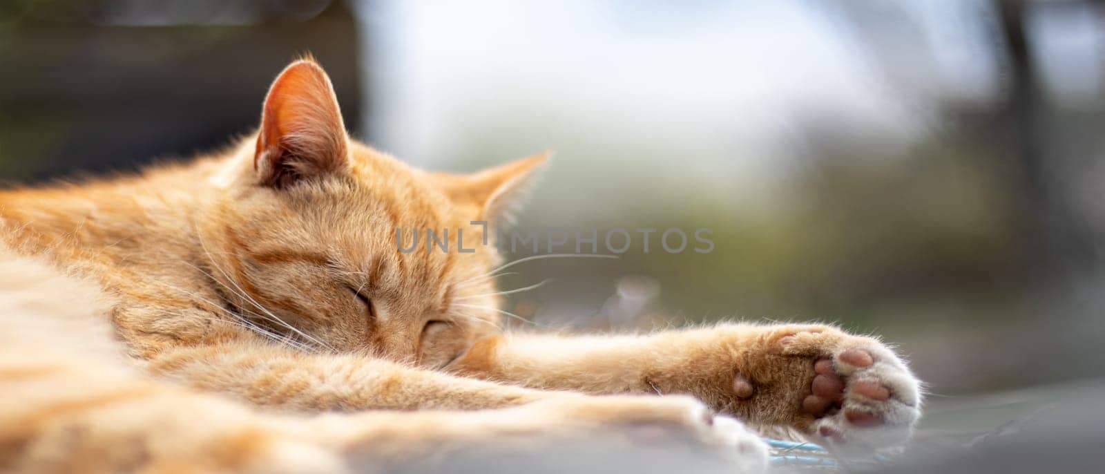 Close-up of a red domestic cat sleeping peacefully in the hay on a warm summer day. Funny orange tabby cat is basking in the sun. Cute pet under the spring sun on dry grass. Banner with copy space