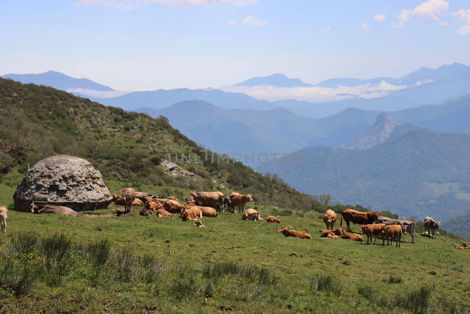 beautiful cows eating green grass feeding to give milk and meat
