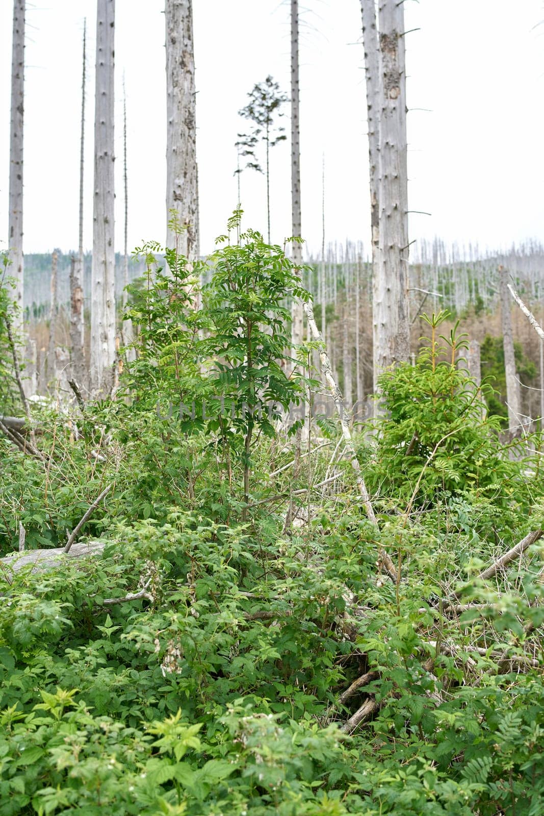 between dead spruces at the Brocken near Ilsenburg in the national park Harz a new natural forest develops