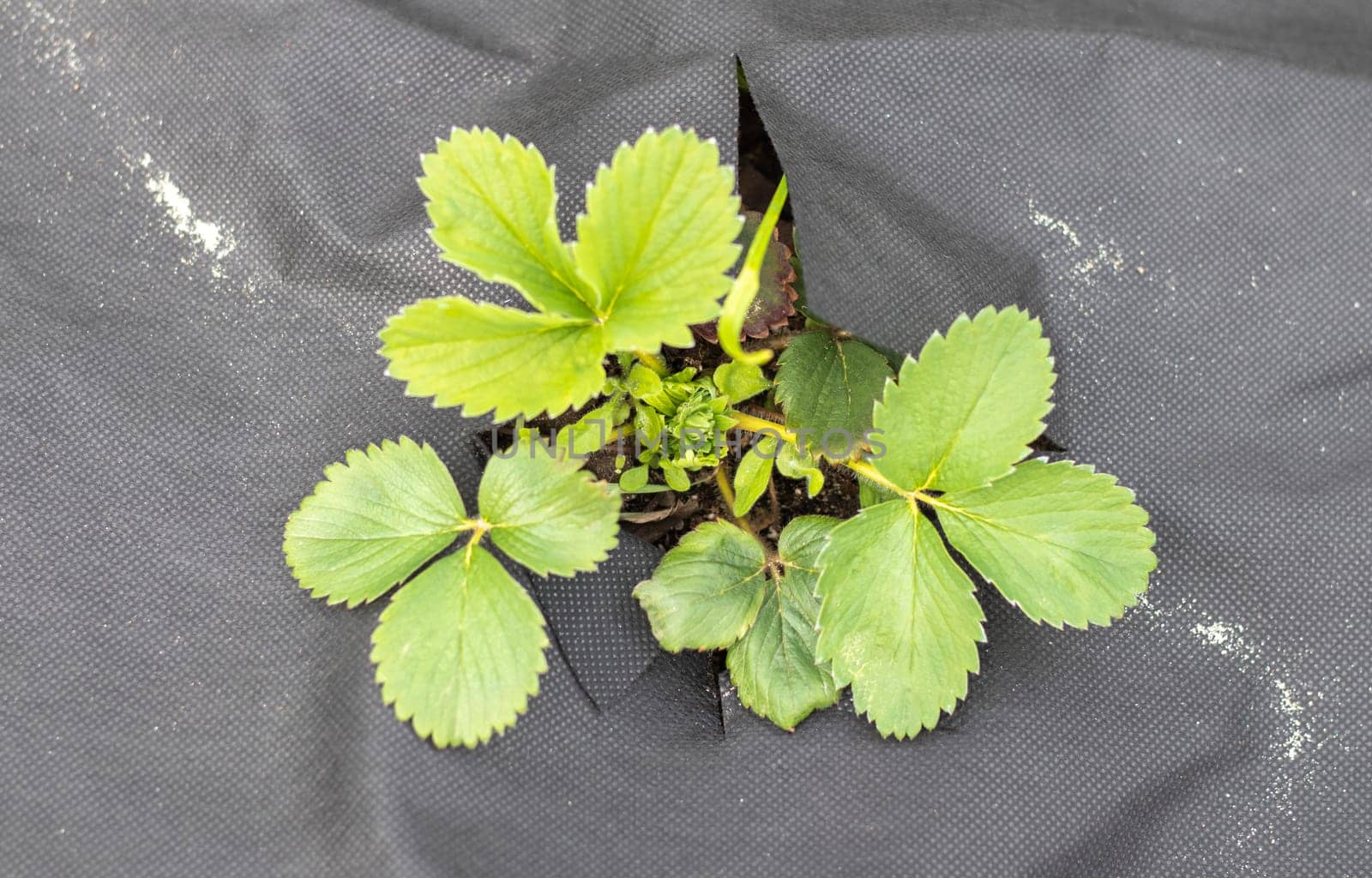 Strawberries in the spring garden. Organic strawberries with green leaves growing in the field. Strawberry bush on the plantation. Top view, flat lay