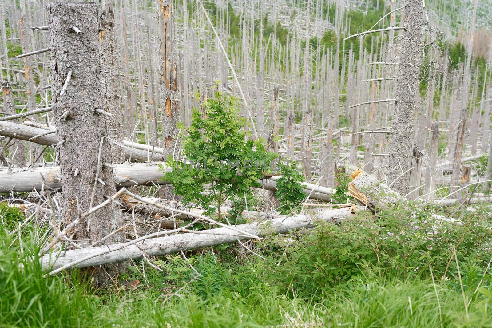 between dead spruces at the Brocken near Ilsenburg in the national park Harz a new natural forest develops