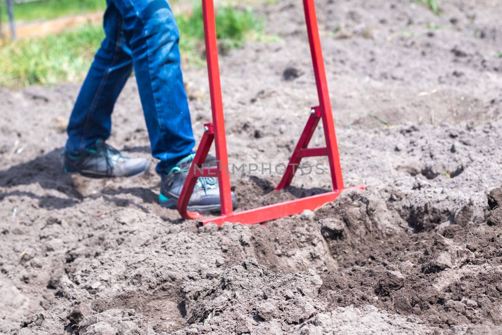 A farmer in jeans digs the ground with a red fork-shaped shovel. A miracle shovel, a handy tool. Manual cultivator. The cultivator is an efficient hand tool for tillage. Loosening the bed