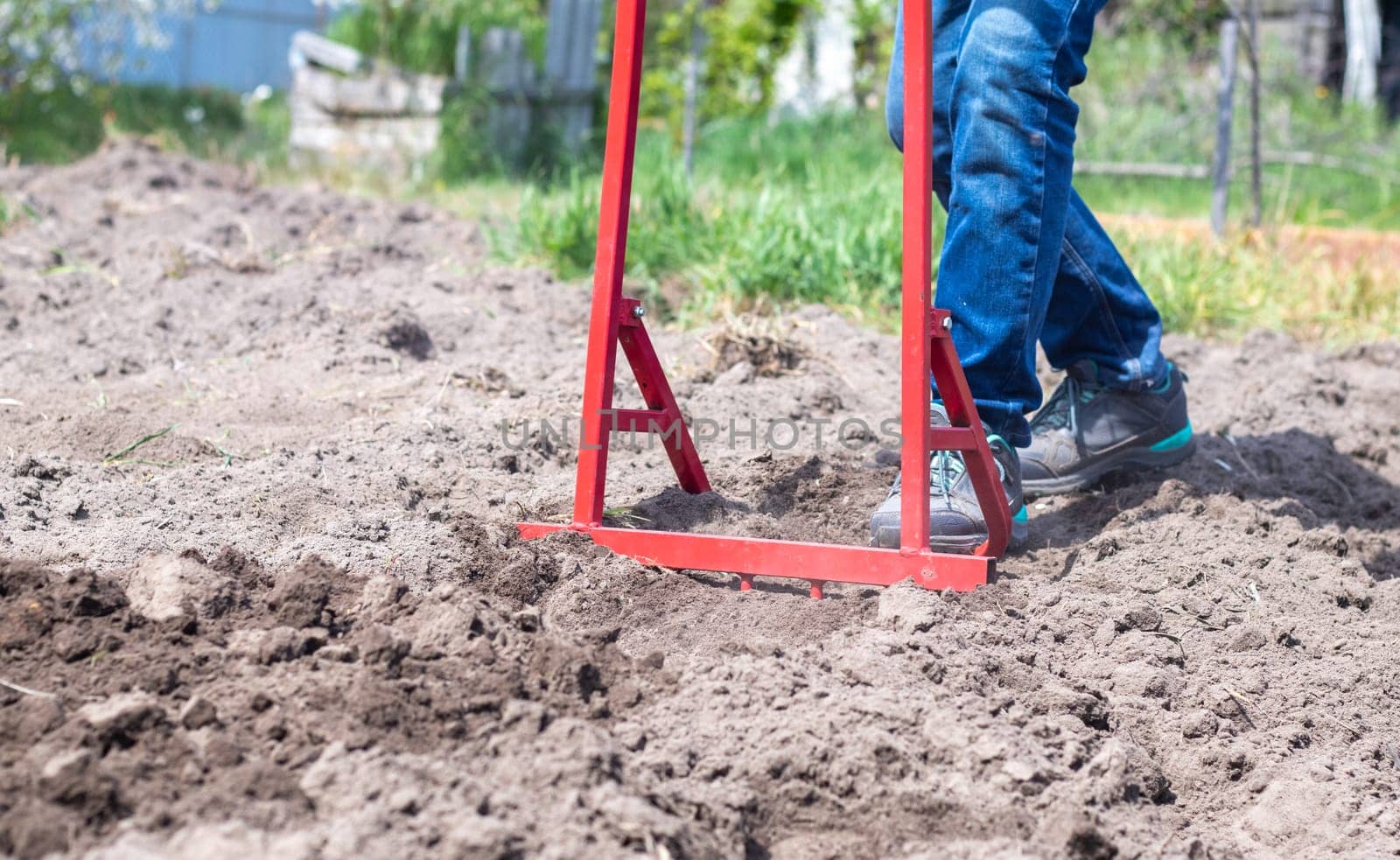A farmer in jeans digs the ground with a red fork-shaped shovel. A miracle shovel, a handy tool. Manual cultivator. The cultivator is an efficient hand tool for tillage. Loosening the bed
