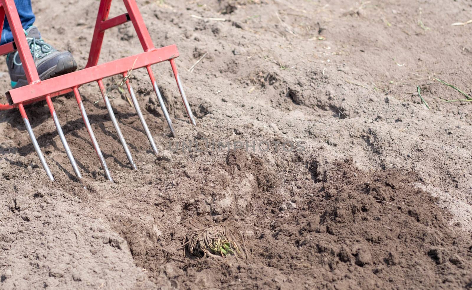 A farmer in jeans digs the ground with a red fork-shaped shovel. A miracle shovel, a handy tool. Manual cultivator. The cultivator is an efficient hand tool for tillage. Loosening the bed