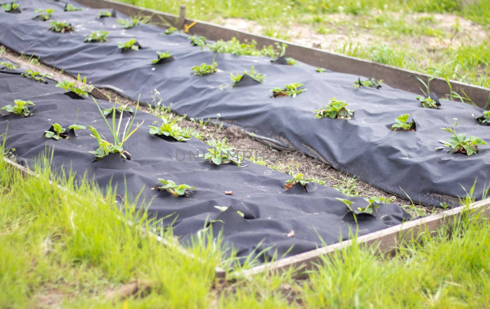 Neat long beds of strawberries covered with black agrofibre. A green strawberry plant in a dark black spunbond hole in the ground. Application of modern technologies for growing strawberries
