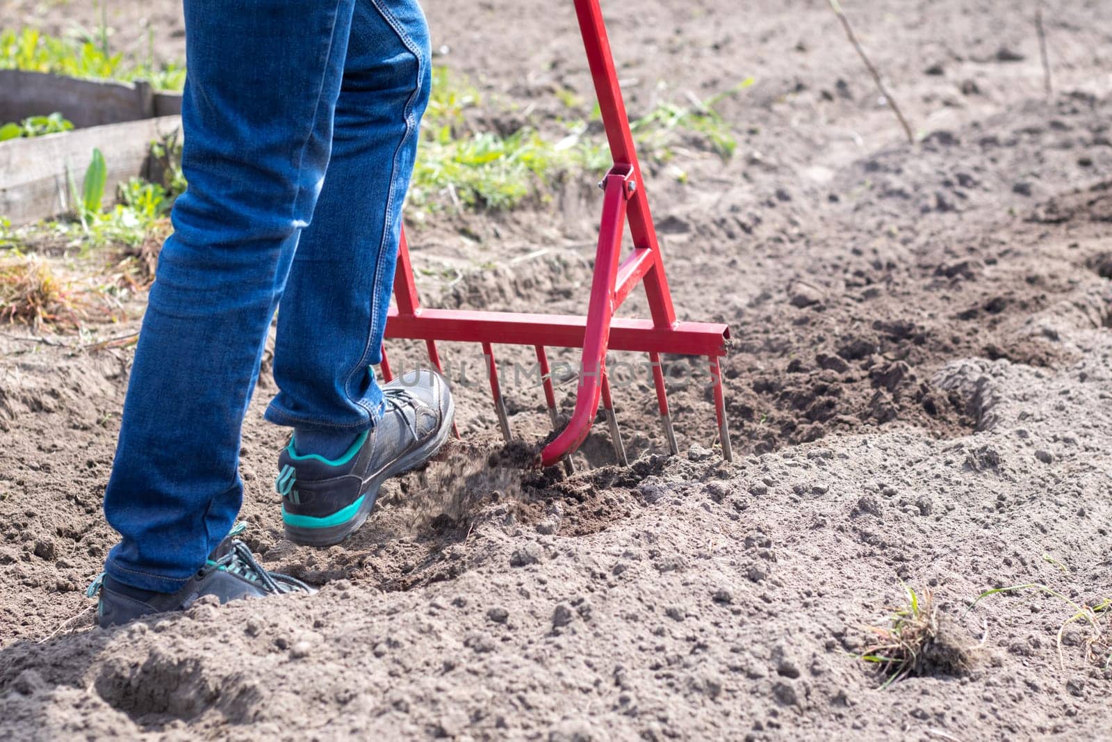 A farmer in jeans digs the ground with a red fork-shaped shovel. A miracle shovel, a handy tool. Manual cultivator. The cultivator is an efficient hand tool for tillage. Loosening the bed