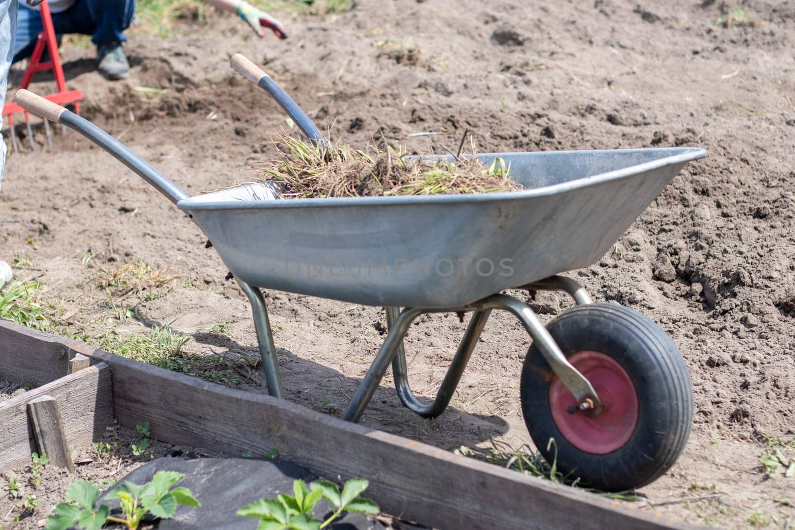 Garden wheelbarrow filled with earth or compost at the farm. Seasonal garden cleaning before autumn. On the street. Garden metal unicycle wheelbarrow full of weeds and branches