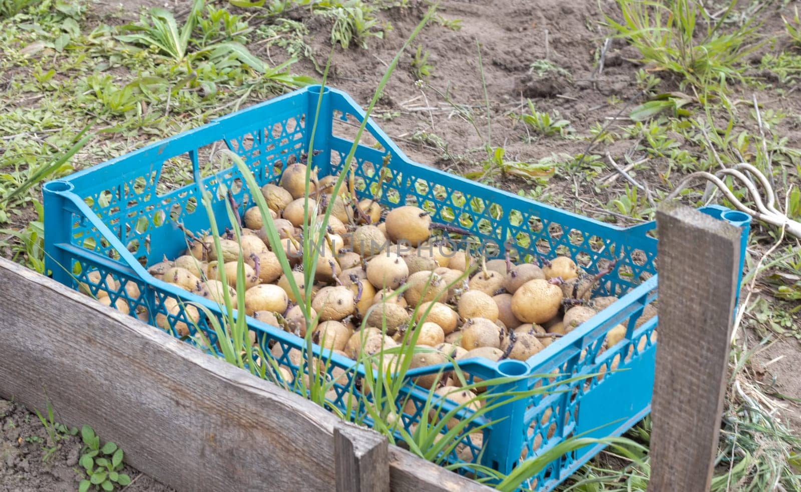 Potatoes for planting with sprouted shoots in a plastic box. Sprouted old seed potatoes. Potato tuber seedlings. The concept of agriculture and gardening, growing and caring for vegetables