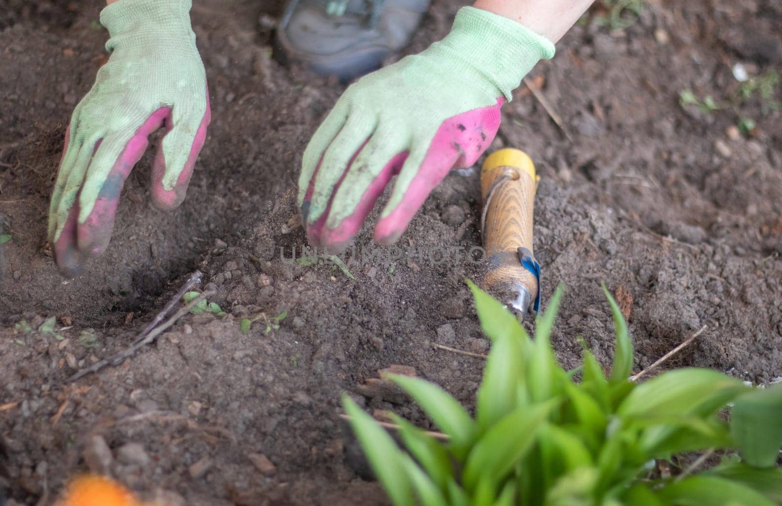 The gardener rakes the soil for planting. To work in the garden. Women's hands in gloves hold a garden tool and loosen the ground, caring for and growing garden plants. Plant a plant in the garden
