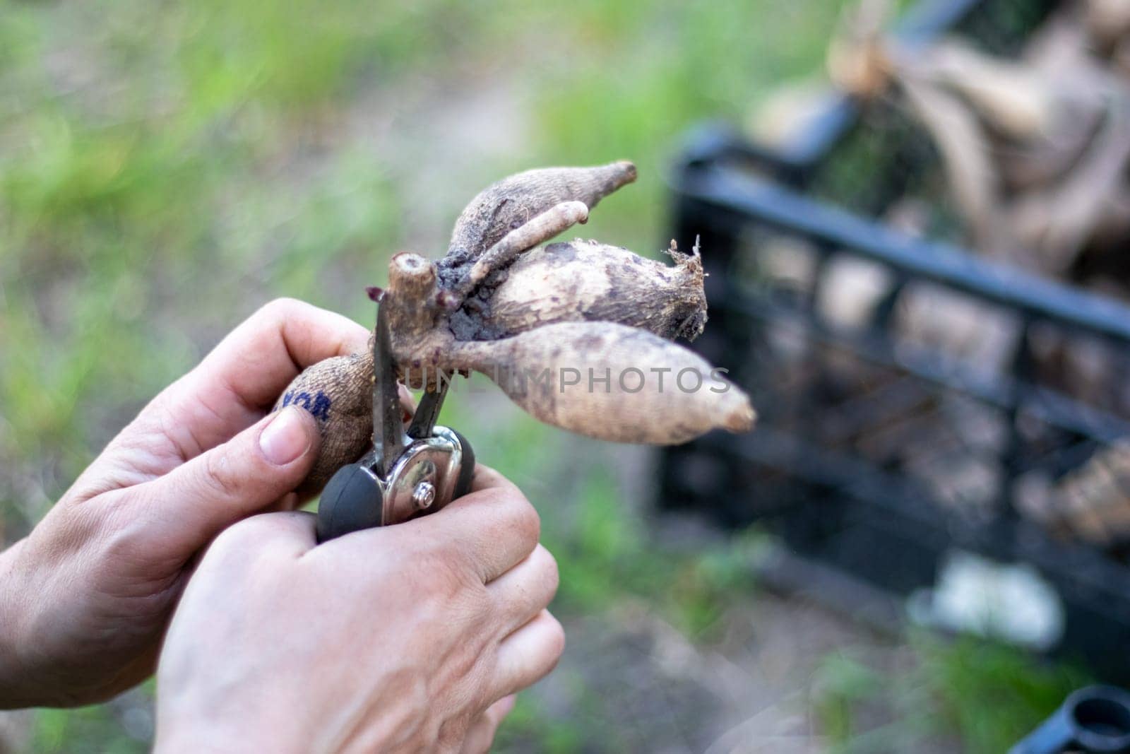 The gardener sorts out dahlia tubers. Plant root care. Dahlia tubers on the ground before planting. Planting a sprouted dahlia tuber with shoots in a spring flower garden