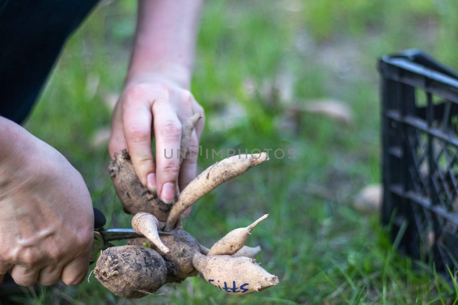 The gardener sorts out dahlia tubers. Plant root care. Dahlia tubers on the ground before planting. Planting a sprouted dahlia tuber with shoots in a spring flower garden