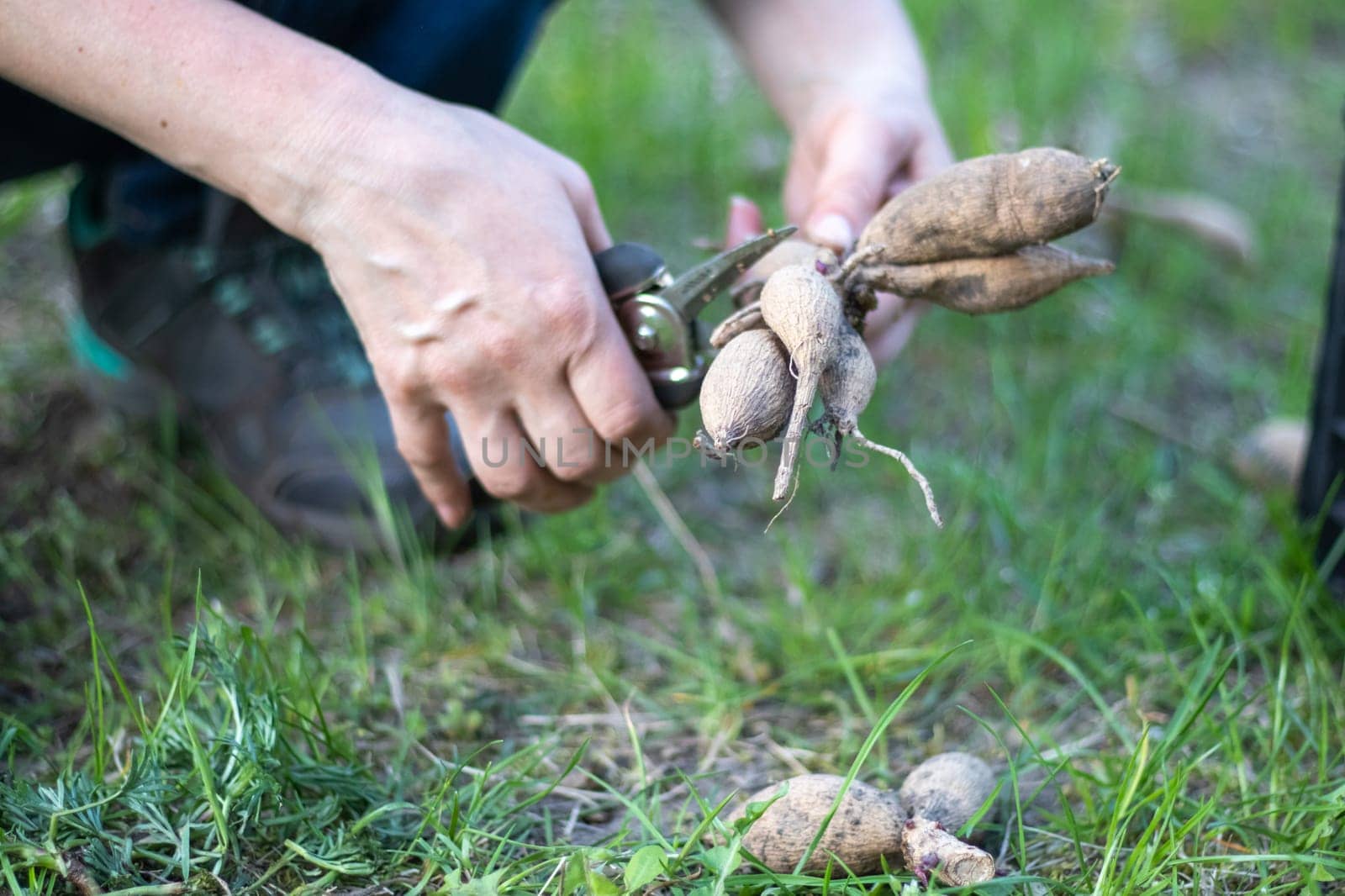 The gardener sorts out dahlia tubers. Plant root care. Dahlia tubers on the ground before planting. Planting a sprouted dahlia tuber with shoots in a spring flower garden