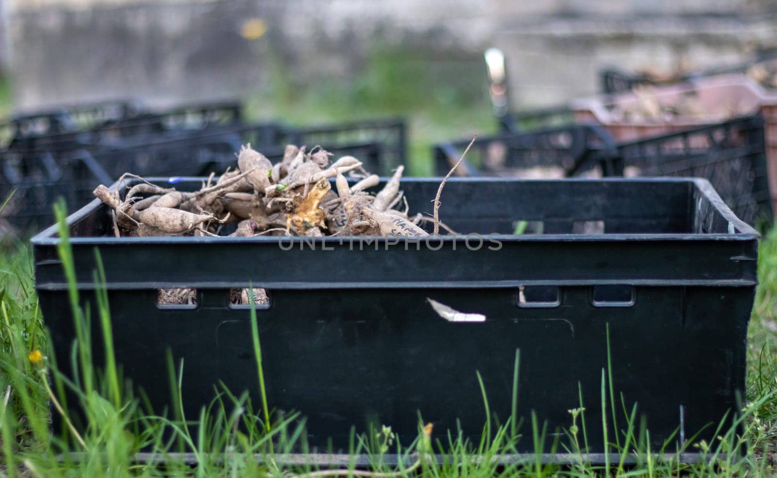 Plastic black garden boxes with dahlia flower roots. Flower tubers dry out in the sun. Tubers of plants and flowers. Dahlia planting season. Many dahlia roots without soil. planting material