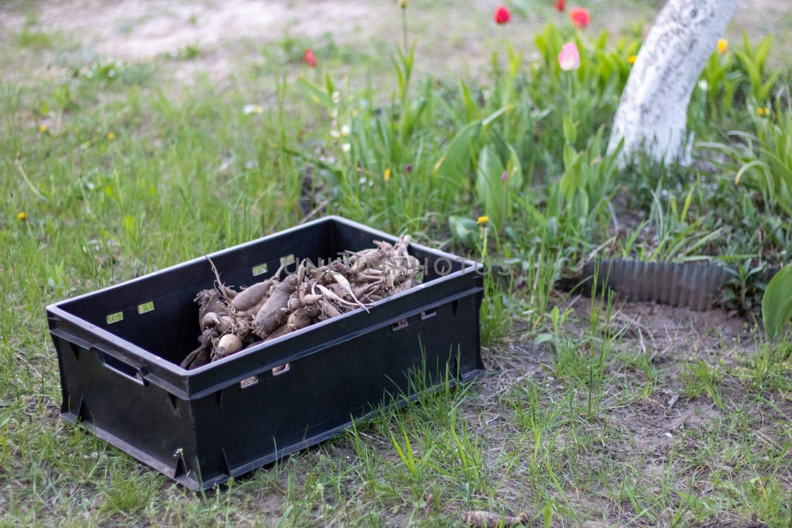 Large dahlia tubers with dried stems are stacked in plastic boxes standing on green grass. Preparing for spring planting. Flower tubers dry out in the sun. Planting flowers. Dahlia planting season