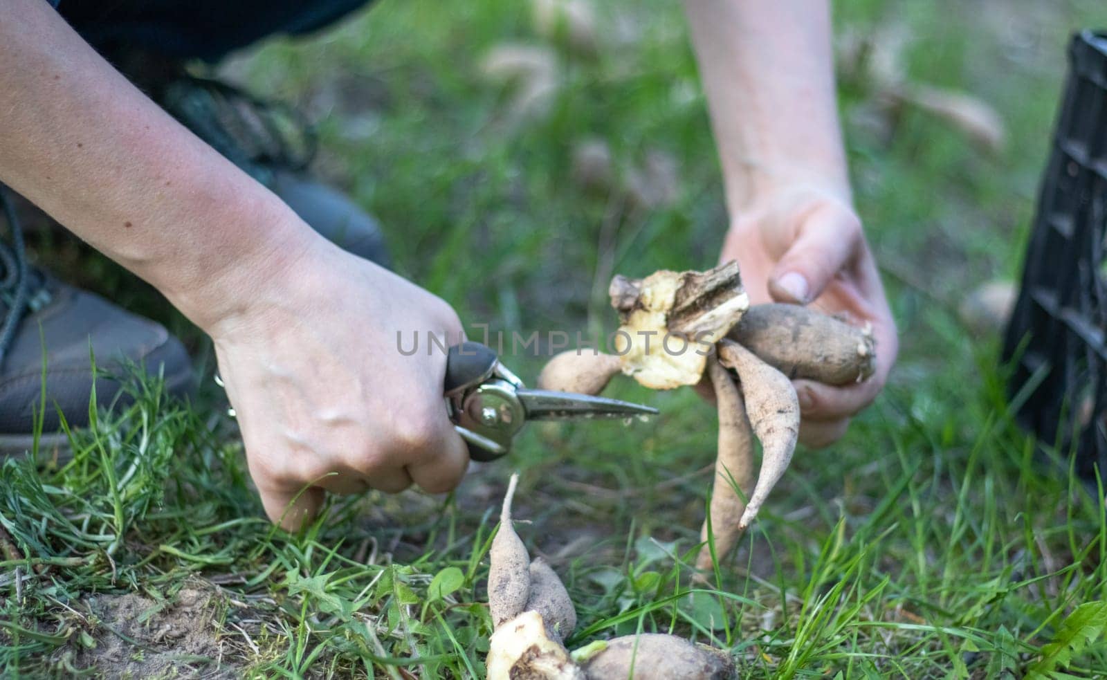 The gardener sorts out dahlia tubers. Plant root care. Dahlia tubers on the ground before planting. Planting a sprouted dahlia tuber with shoots in a spring flower garden