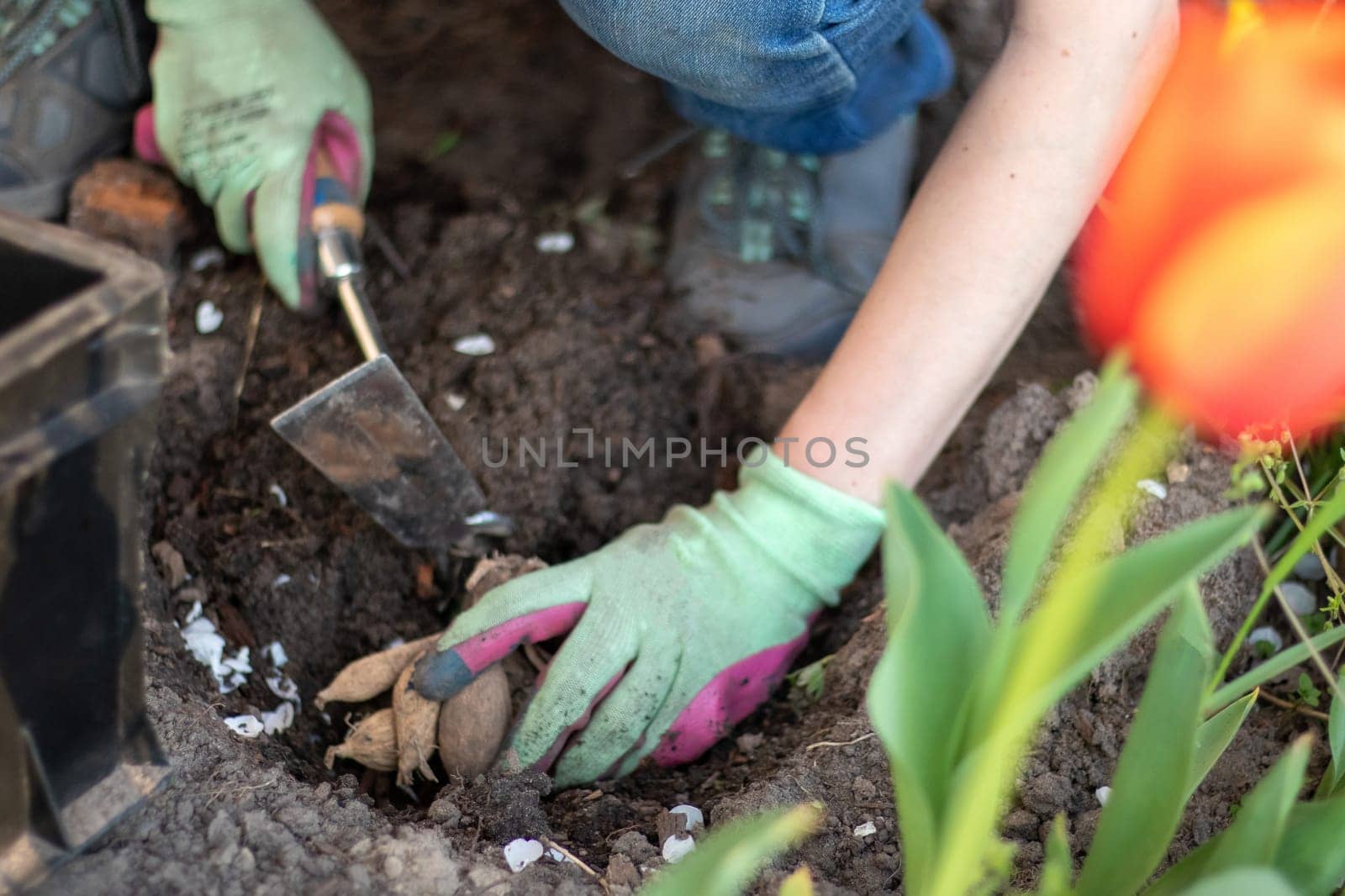 Planting a dahlia tuber in a spring flower garden. Working with plants in the garden. Gardening with flower tubers. Good roots of a dahlia plant. Hands of a gardener woman in a garden in gloves
