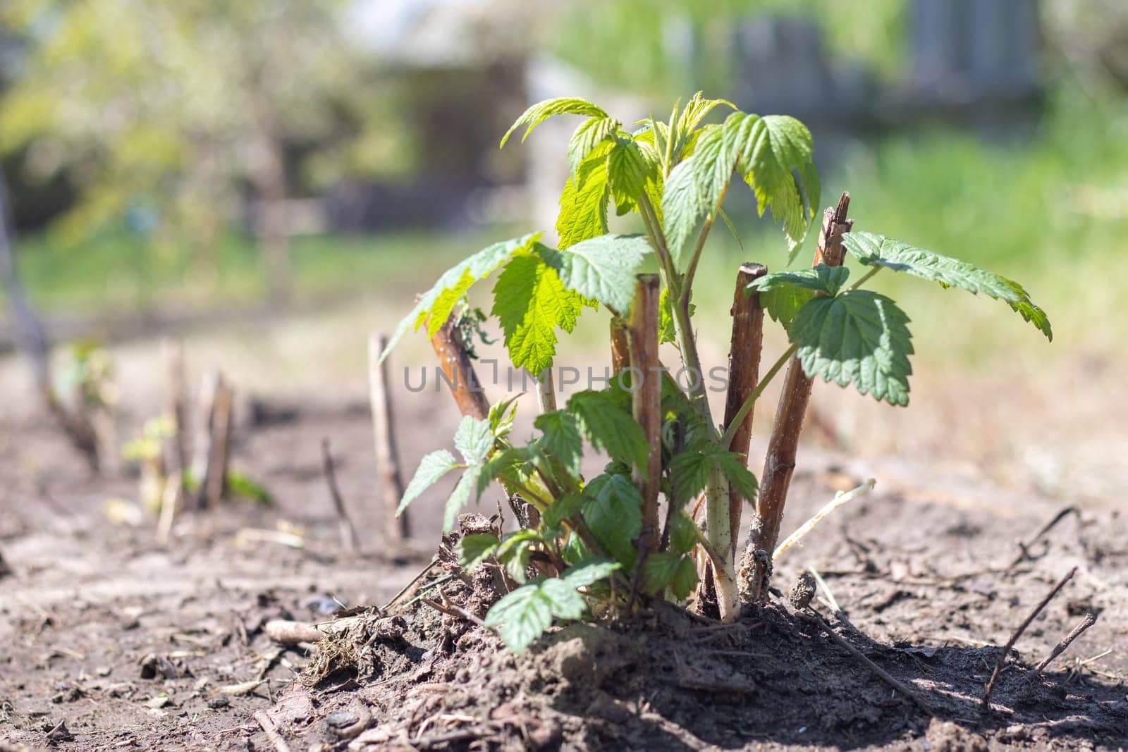 Small young raspberry bush in the ground. Gardening concept. Planting raspberry seedlings in spring. Sprout of a berry bush in bright daylight in spring. Growing raspberries on a fruit farm or garden