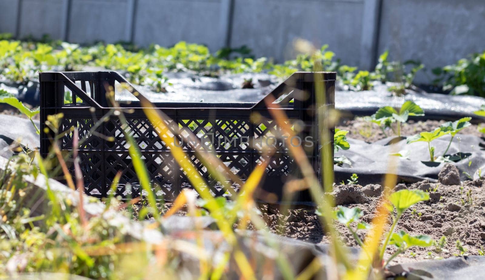 Plastic empty black boxes stacked together for plants or harvest. On a sunny day in early spring. Gardening concept. Household crop collection and storage boxes standing in the backyard