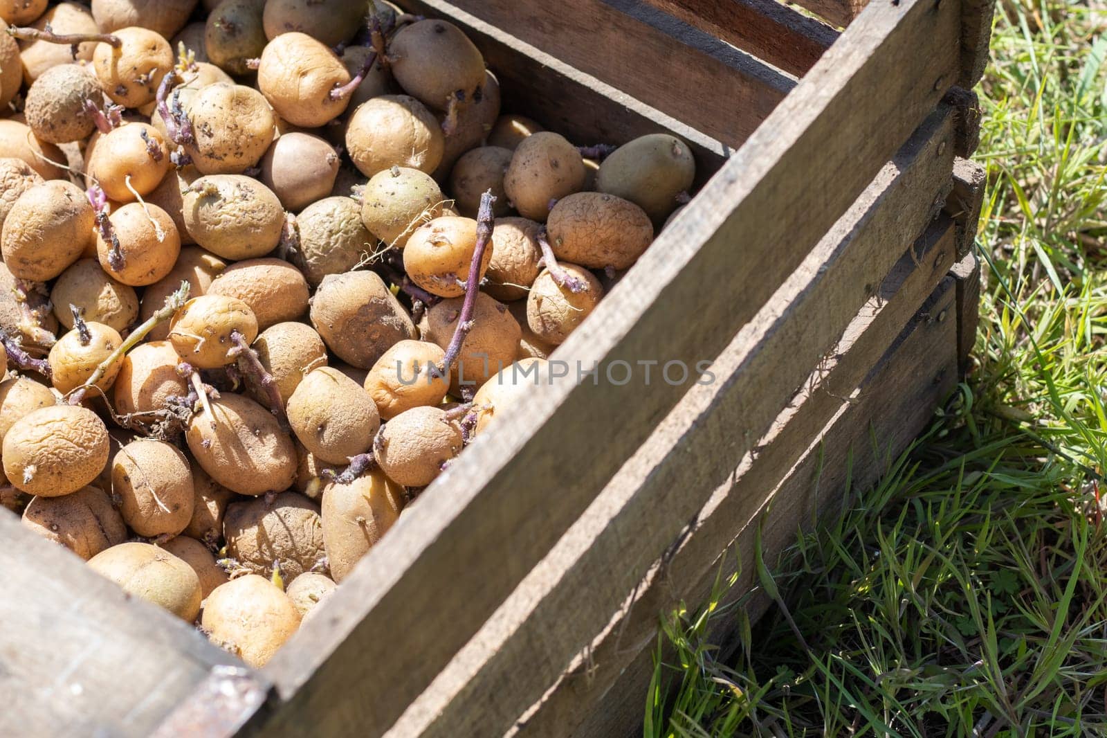 Potatoes for planting with sprouted shoots in a wooden box. Sprouted old seed potatoes. Potato tuber seedlings. The concept of agriculture and gardening, growing and caring for vegetables