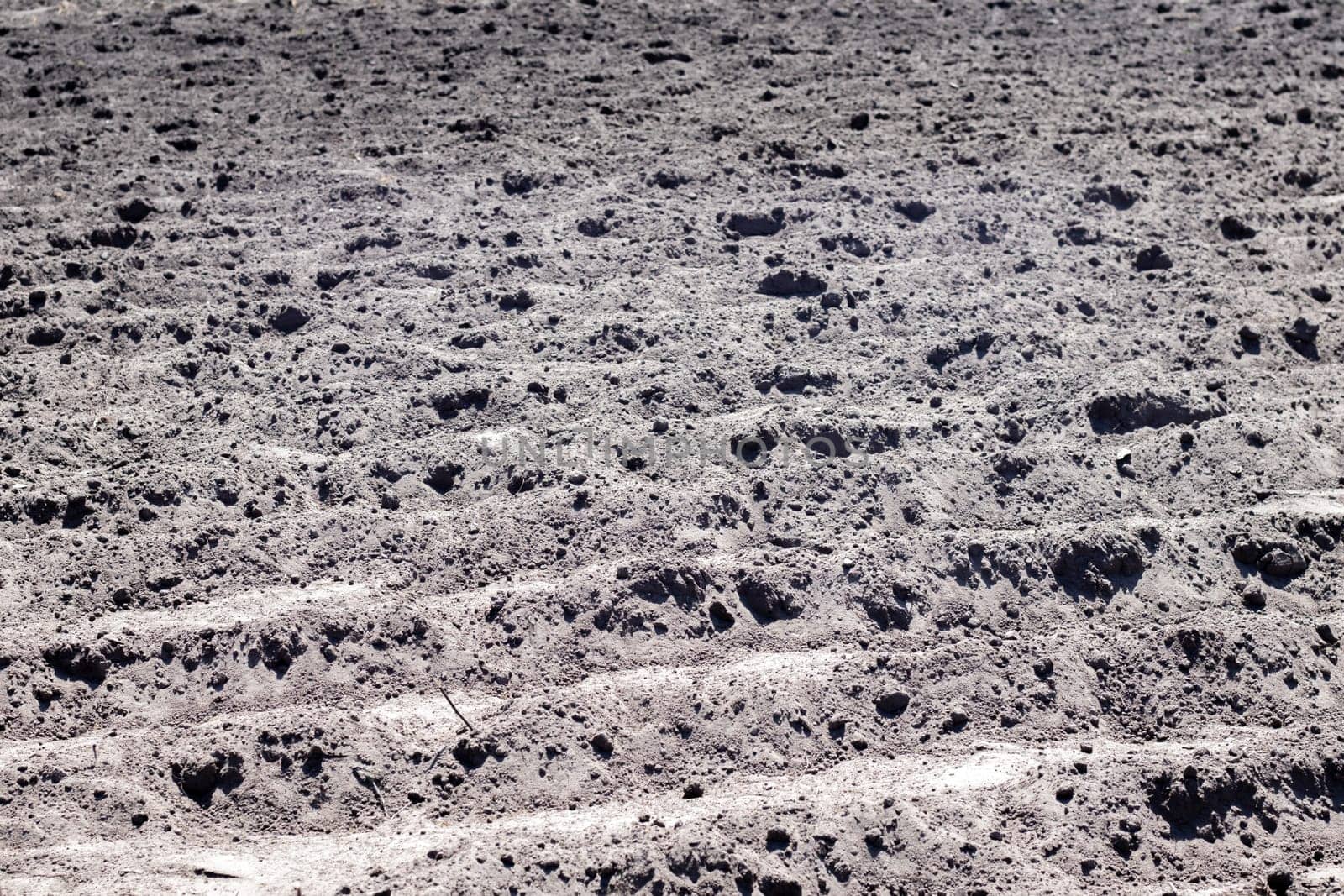 Long flat top rows, furrows, mounds for newly planted potatoes in a rural vegetable garden. A field with several rows of planted potatoes in early spring after sowing. Freshly plowed field
