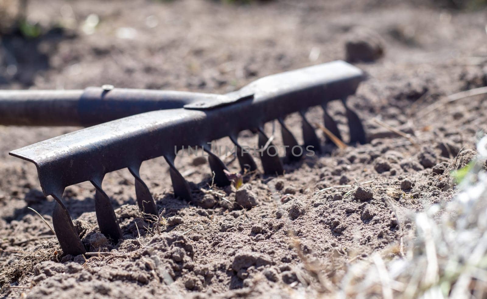 Close up photo of a garden rake on a bed. Old black metal rake on dry soil, in the garden. Spring cleaning. Selective focus. Yard area cleaning
