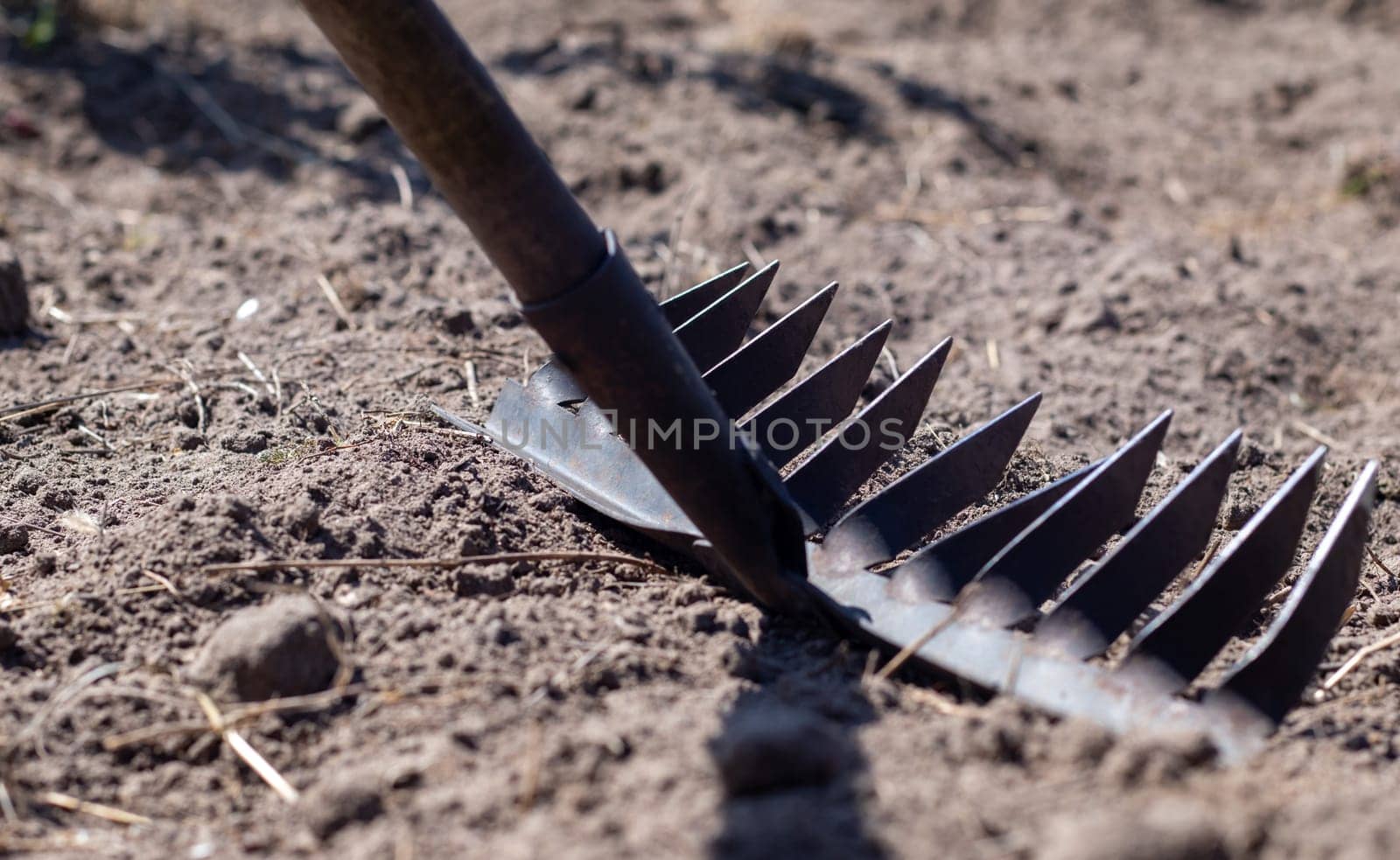 Close up photo of a garden rake on a bed. Old black metal rake on dry soil, in the garden. Spring cleaning. Selective focus. Yard area cleaning