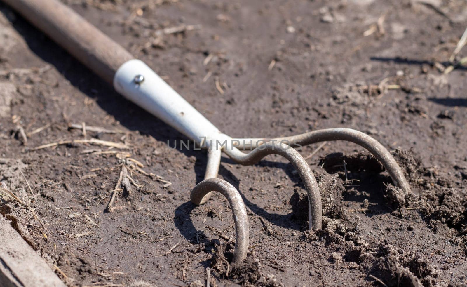 Planting flowers in the garden. A metal small rake with a wooden handle for gardening lies on the ground in a vegetable garden or orchard with stuck clods of soil