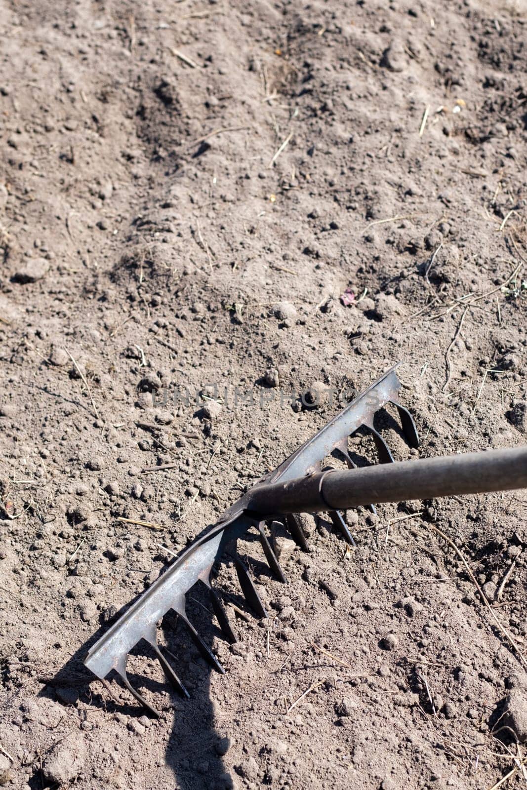 Photo of a garden rake on a bed. Old metal rake in the garden. Spring cleaning. Formation of the soil for planting with a rake in the spring, work with a garden tool. Soil preparation for sowing