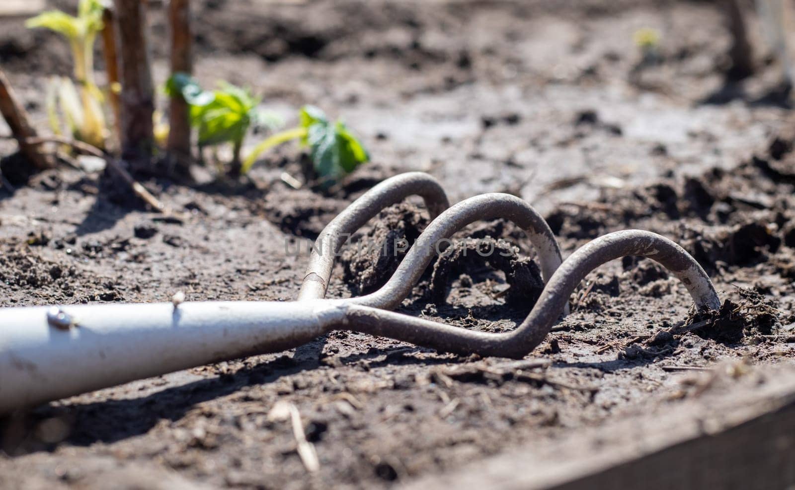 Planting flowers in the garden. A metal small rake with a wooden handle for gardening lies on the ground in a vegetable garden or orchard with stuck clods of soil