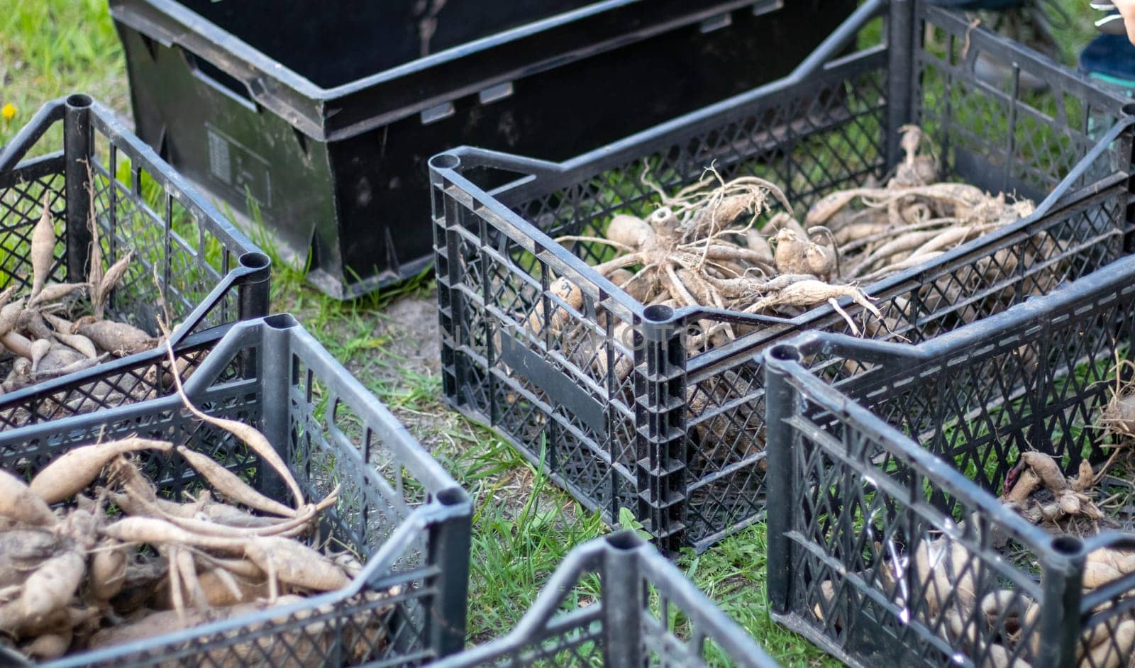 Large dahlia tubers with dried stems are stacked in plastic boxes standing on green grass. Preparing for spring planting. Flower tubers dry out in the sun. Planting flowers. Dahlia planting season