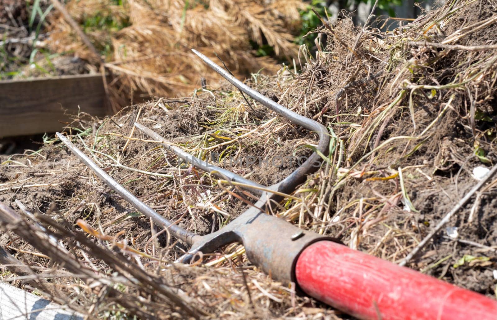 Fork with red handle for composting, recycling lawn and garden waste. Forks stuck in compost. Making and mixing compost in the backyard. Organic fertilizer for garden plants