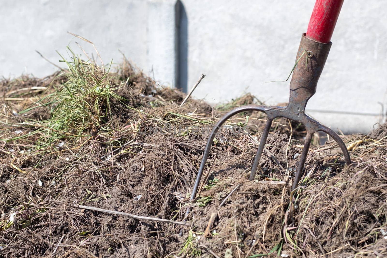 Fork with red handle for composting, recycling lawn and garden waste. Forks stuck in compost. Making and mixing compost in the backyard. Organic fertilizer for garden plants