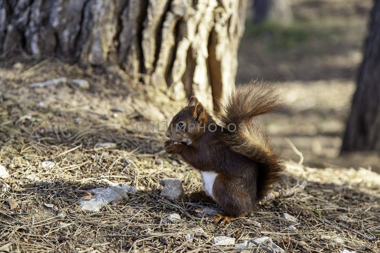 Detail of wild mammal animal in nature
