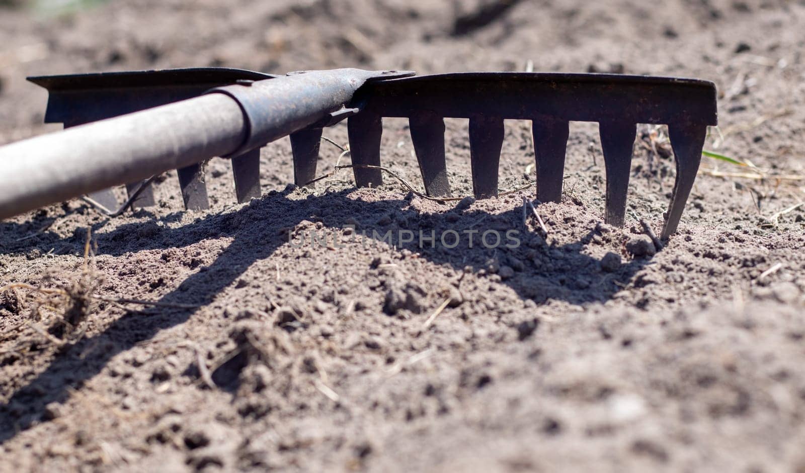 Close up photo of a garden rake on a bed. Old black metal rake on dry soil, in the garden. Spring cleaning. Selective focus. Yard area cleaning
