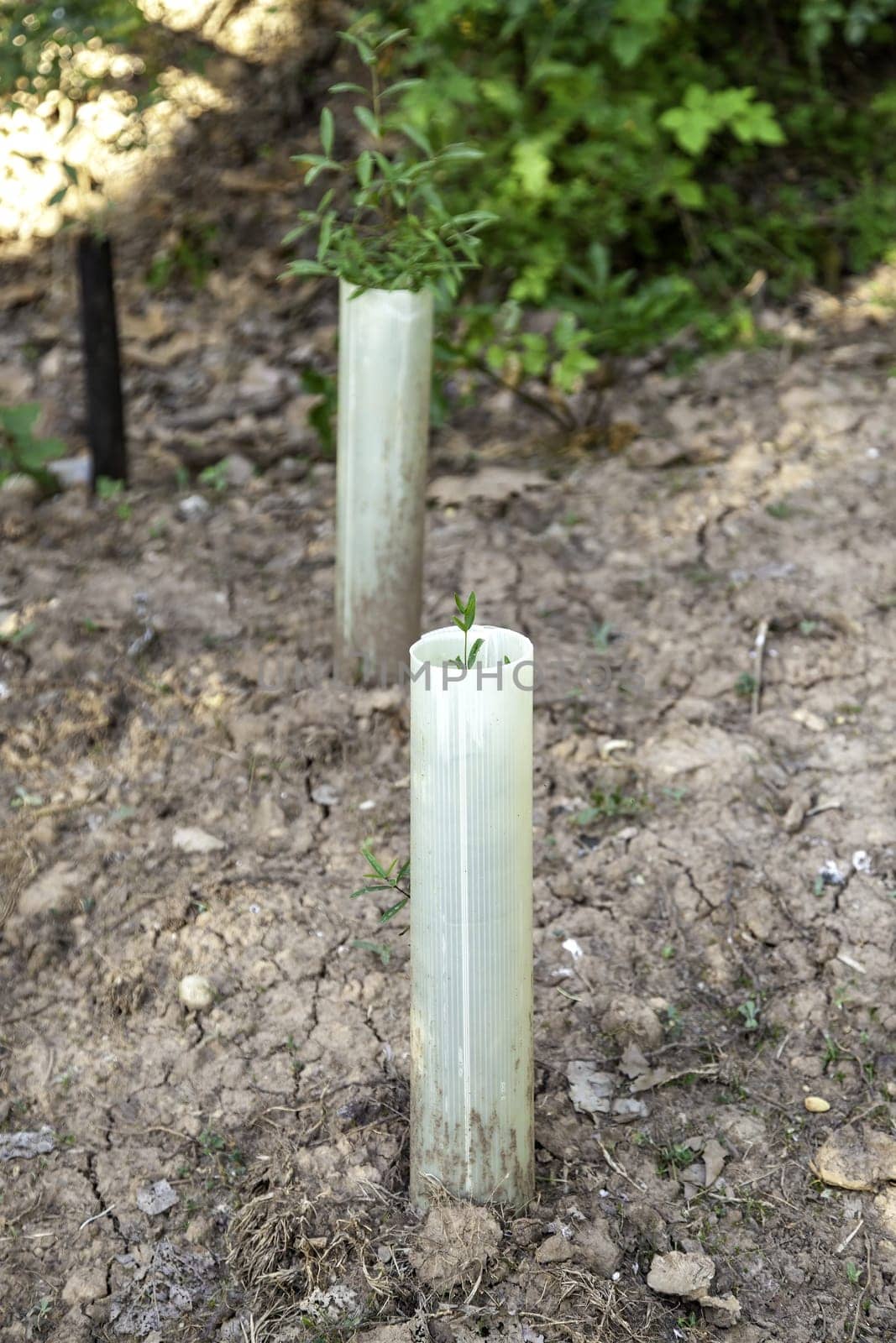 Detail of planting trees, care for the environment