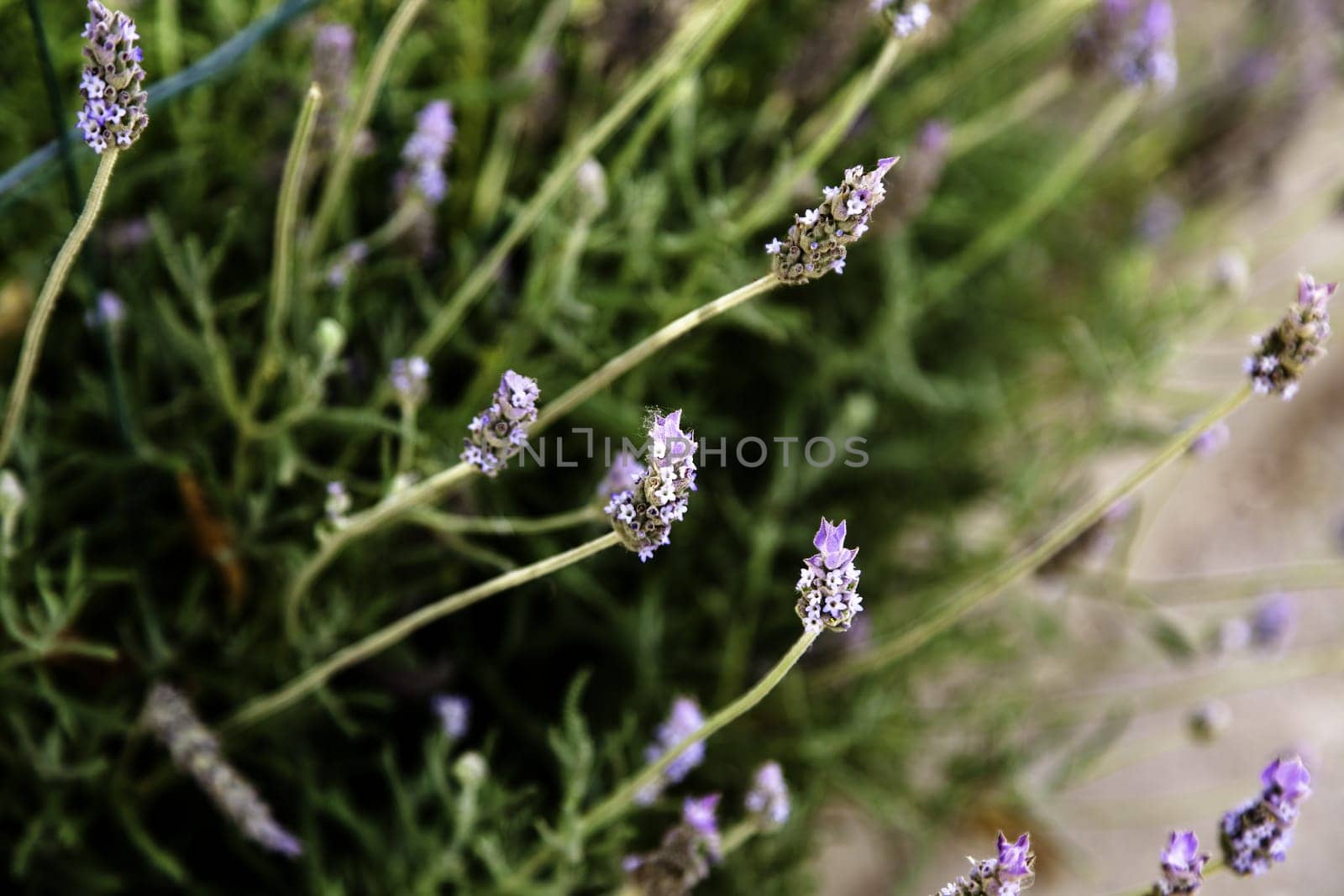 Detail of wild aromatic flowers, aromatherapy and nature
