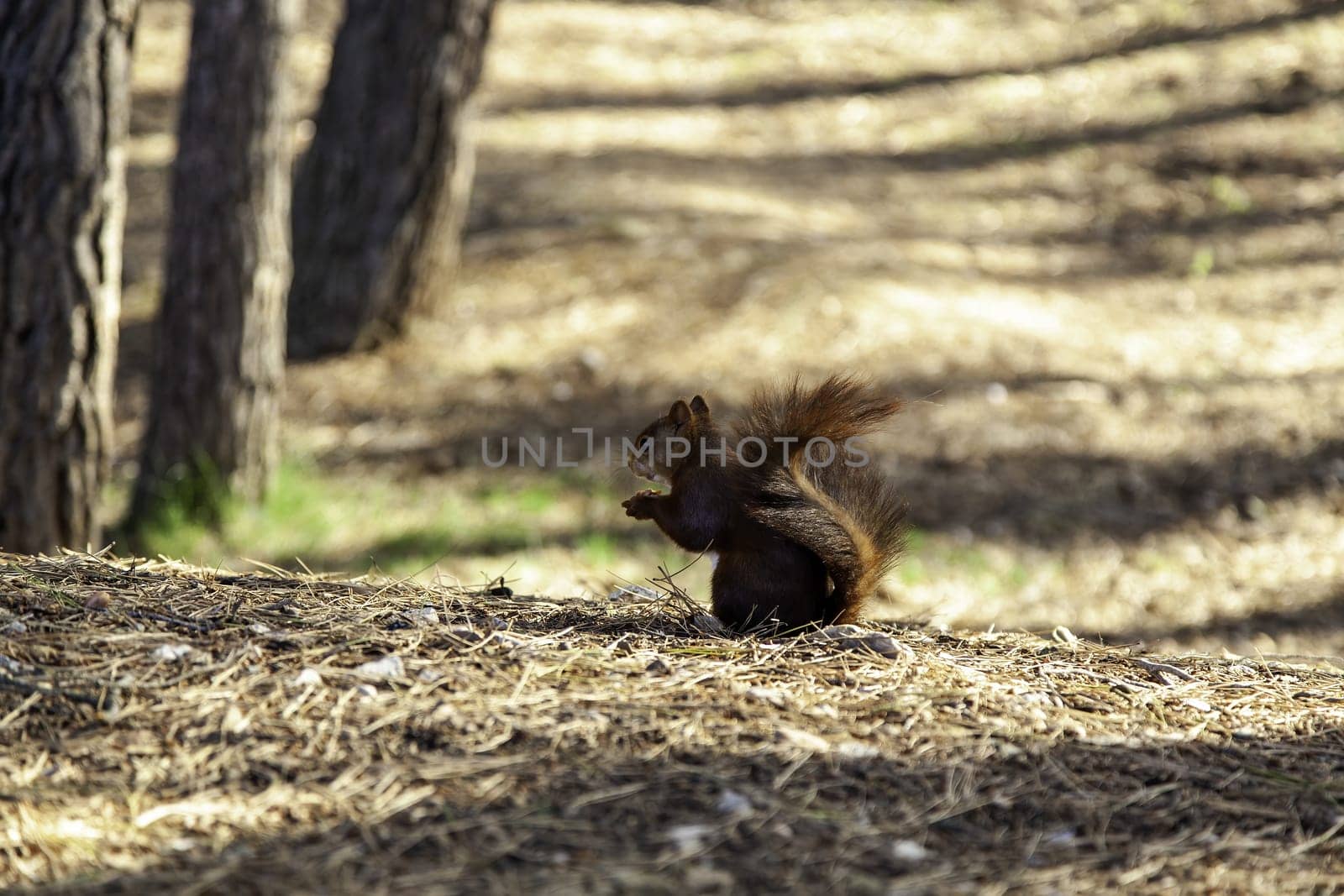 Detail of wild mammal animal in nature