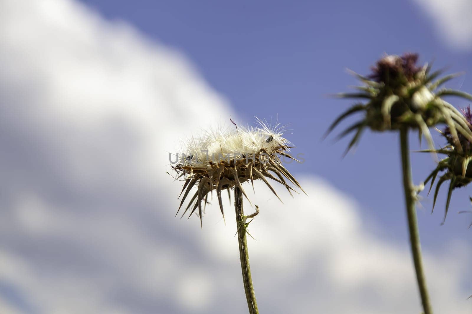 Detail of wild flower with seeds, nature and life