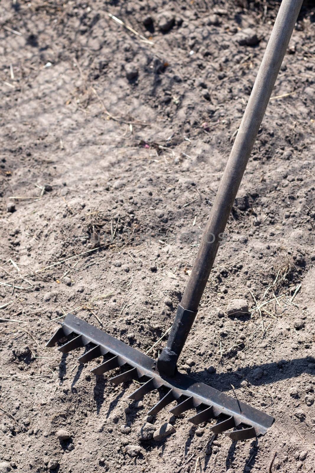 Close up photo of a garden rake on a bed. Old black metal rake on dry soil, in the garden. Spring cleaning. Selective focus. Yard area cleaning