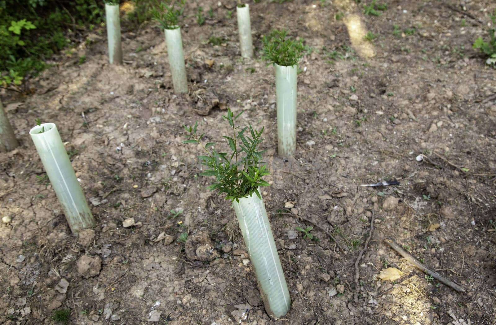 Detail of planting trees, care for the environment