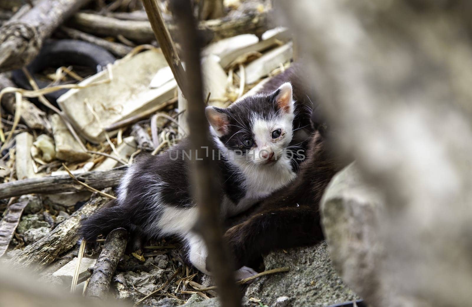 Detail of little cat abandoned in the city, loneliness