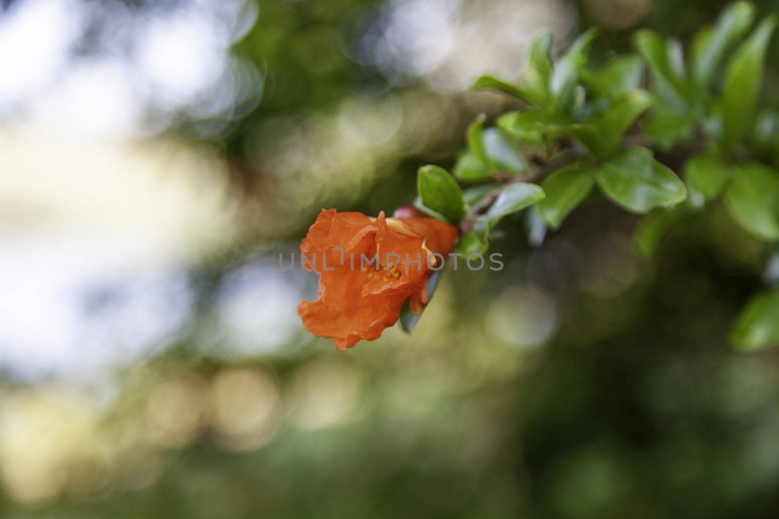 Detail of flowers in a field, nature and environment