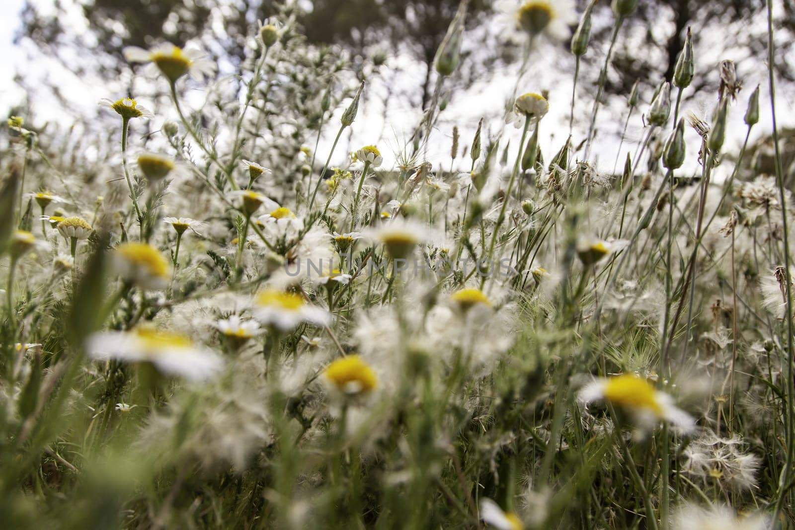 Colored daisies in a bouquet of flowers, nature and landscape