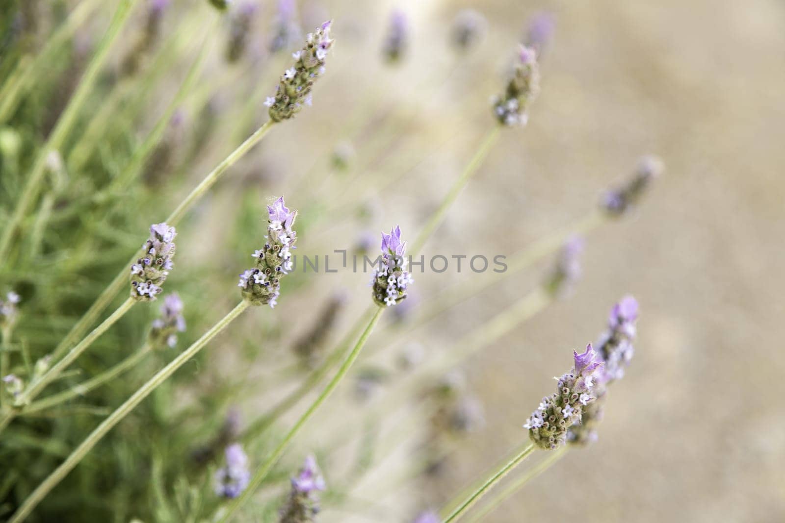 Detail of wild aromatic flowers, aromatherapy and nature
