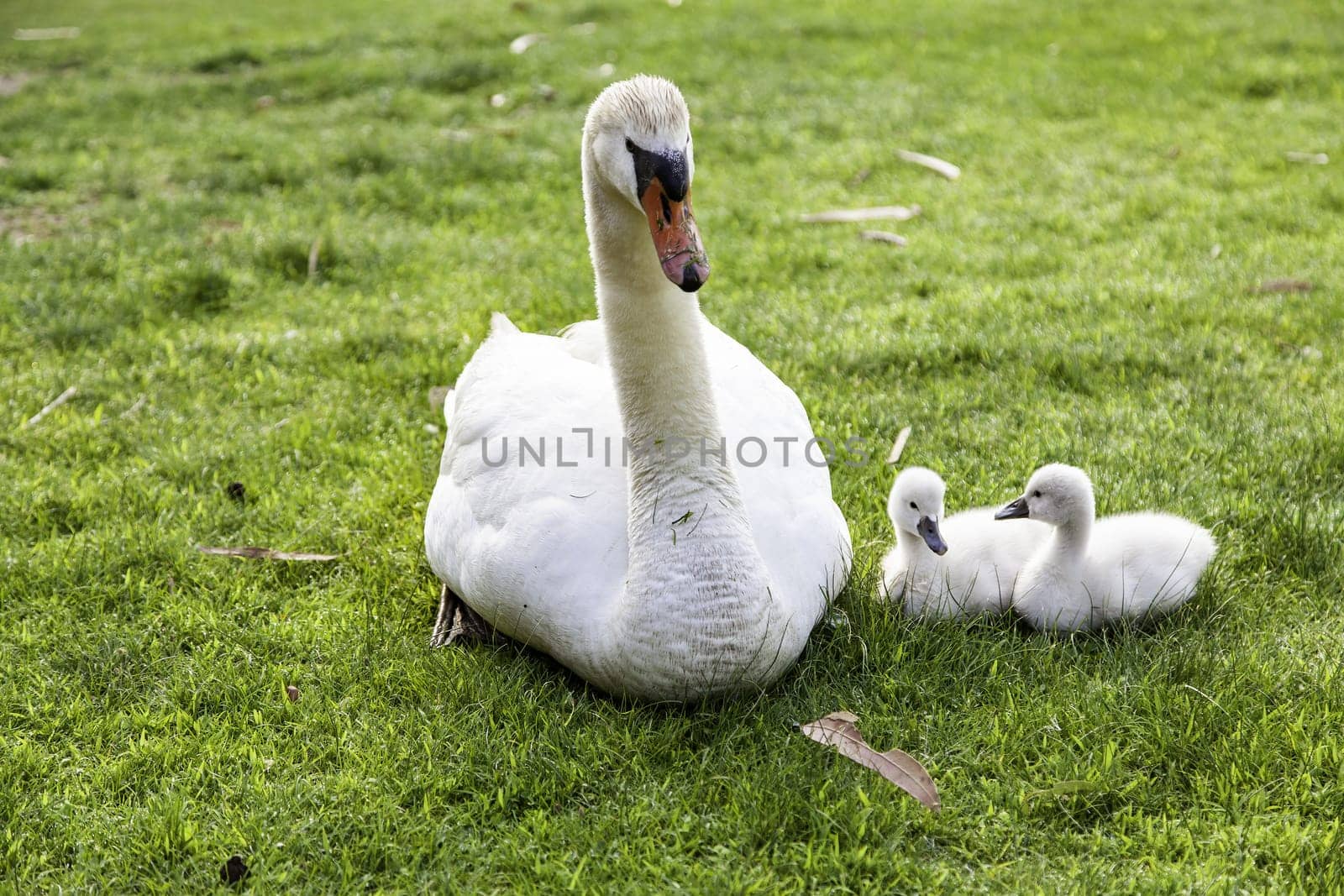 Detail of newborn swans, care and protection of animals