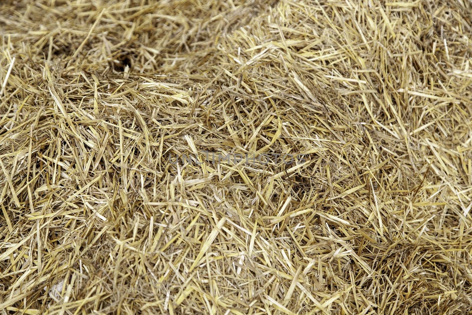 Detail of animal feed, dry wheat straw