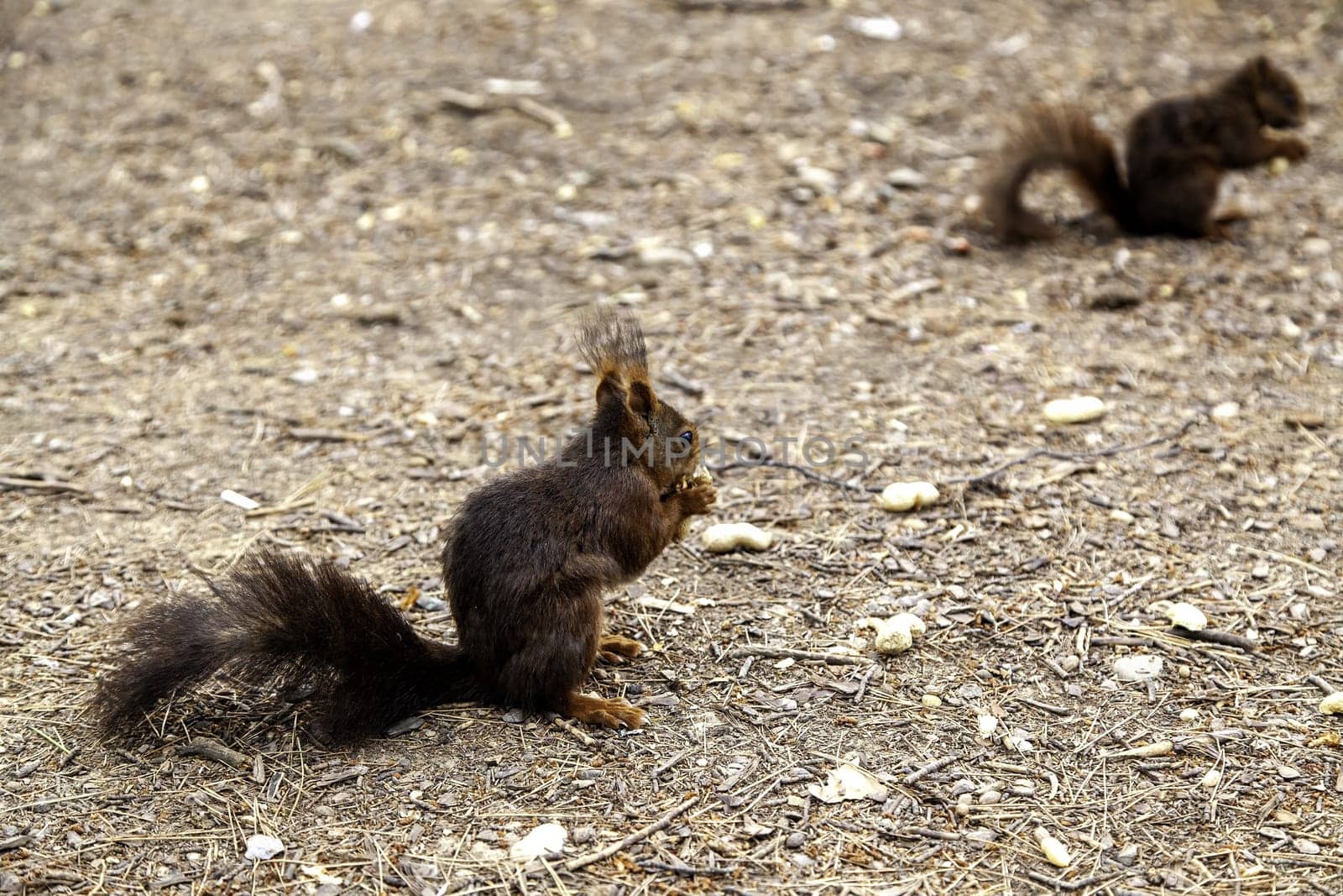 Feeding a wild animal in the forest, animal and nature care