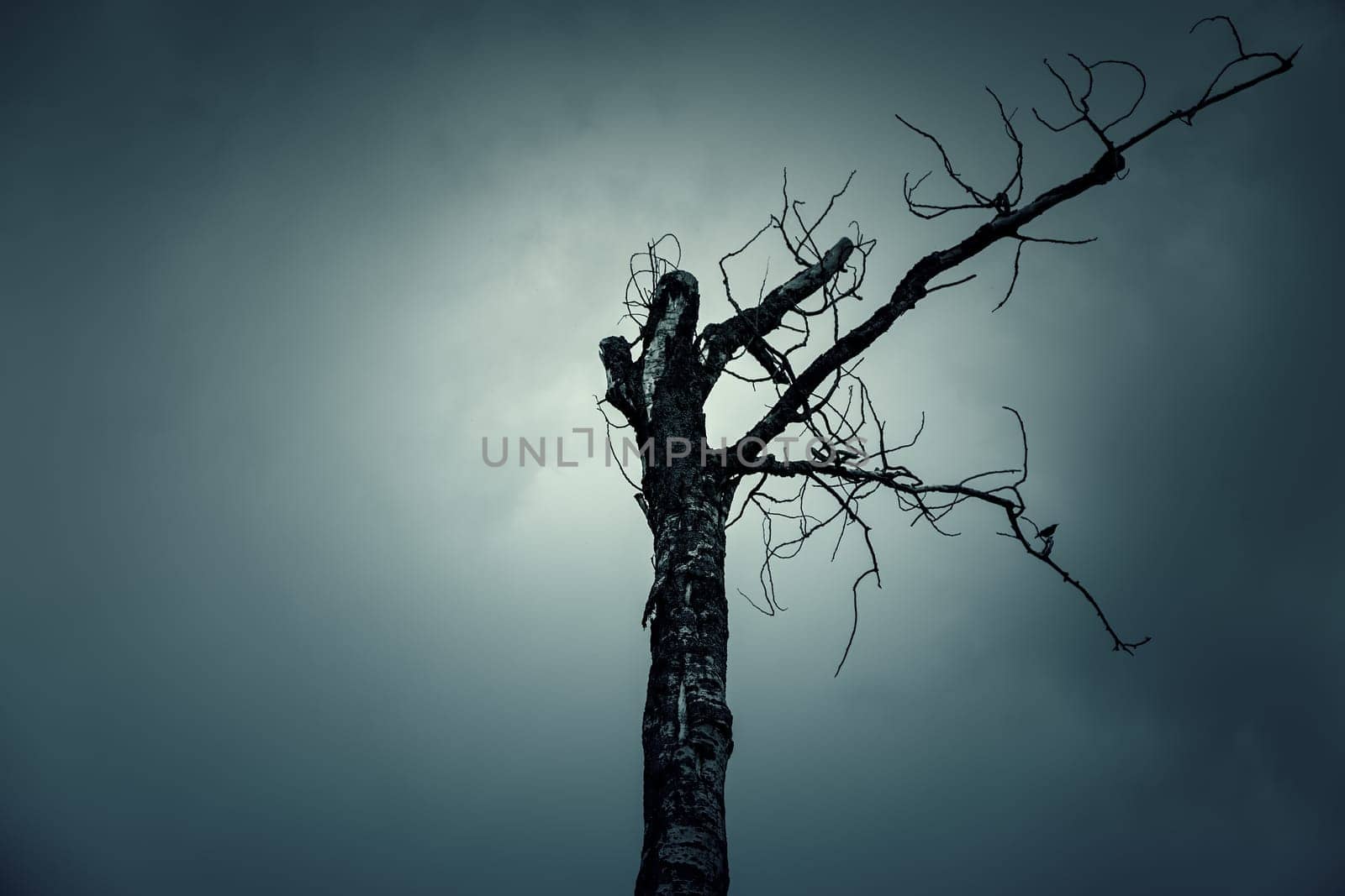 Detail of dead tree in nature, environment