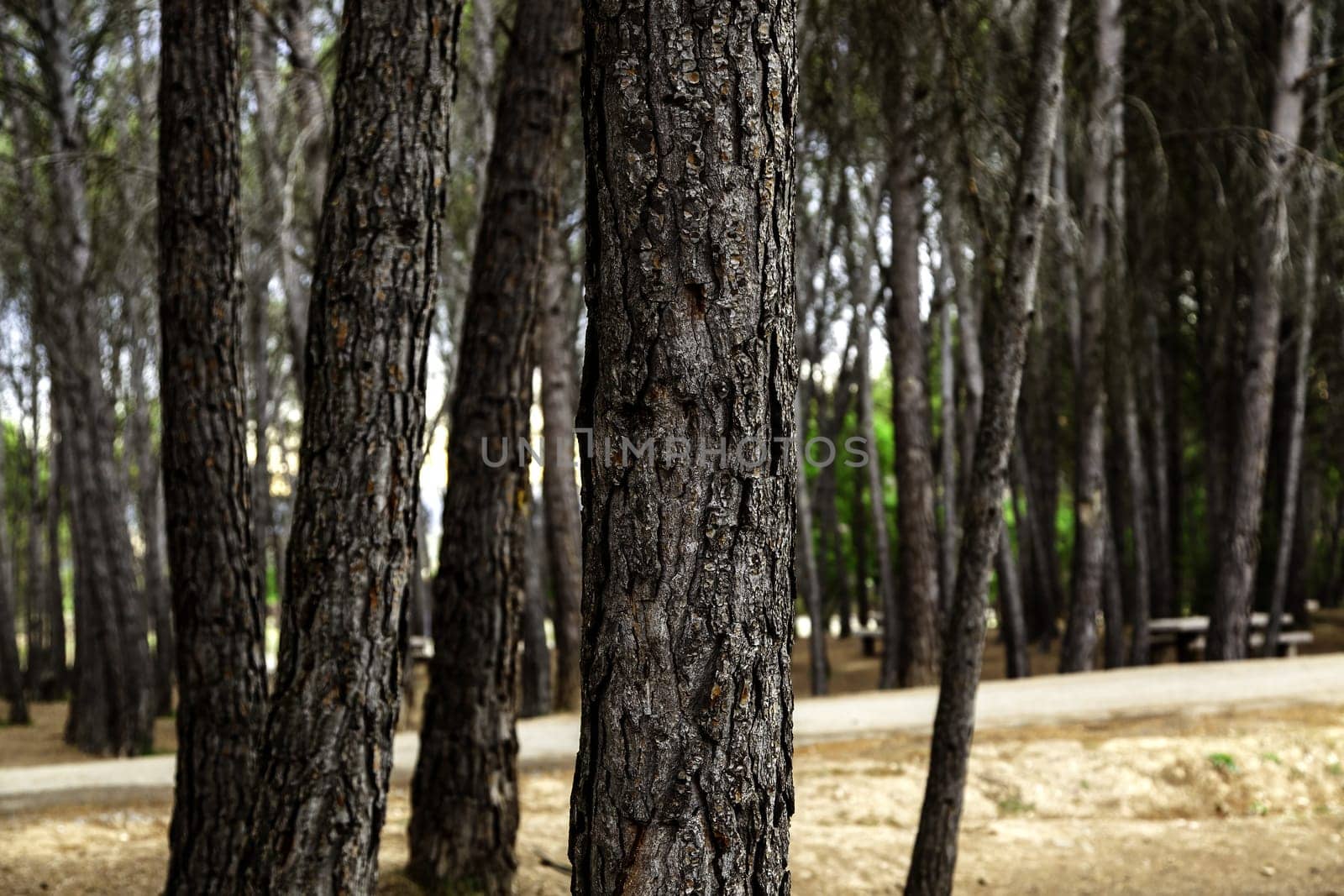 Detail of lumber industry, deforestation and destruction of the environment