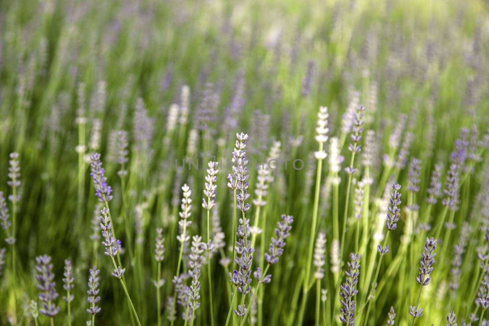 Detail of fresh lavender flowers, aromatic flowers